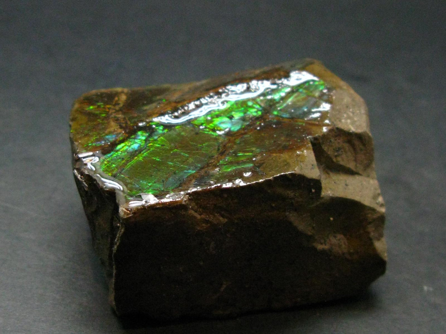 Ammolite Ammollite Fossil From Alberta Canada - 1.8" - 91.72 Grams