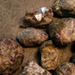 Lot of 10 Alexandrite Chrysoberyl Crystals From Zimbabwe - 41.41 Grams