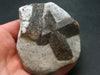 A Perfect Staurolite Crystal on Matrix from Russia - 2.5" - 109.34 Grams