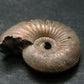 Pyritized Ammonite Fossil From Russia 150 MYO - 1.2" - 13.24 Grams