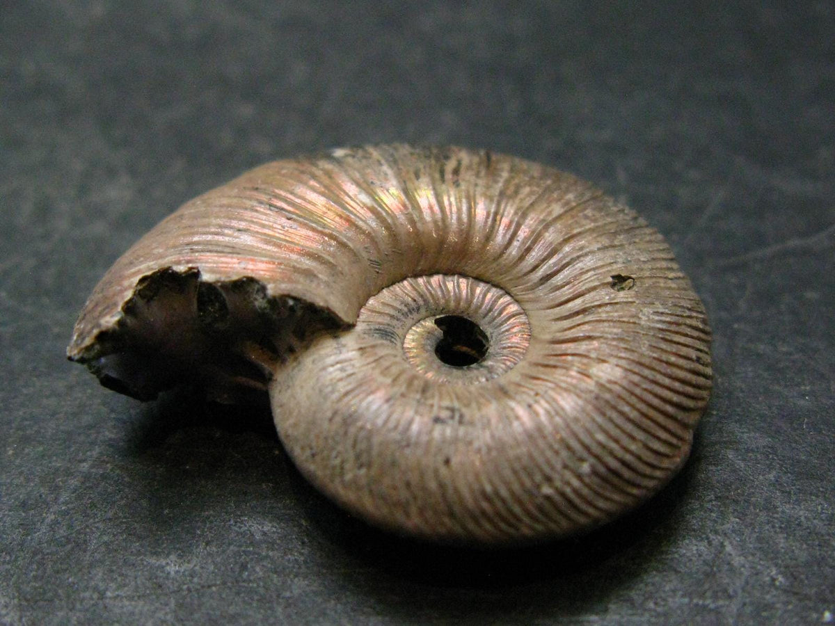 Pyritized Ammonite Fossil From Russia 150 MYO - 1.2" - 13.24 Grams
