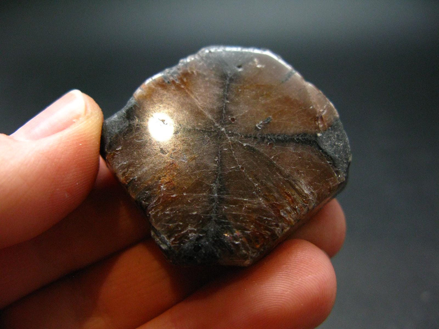 Andalusite Chiastolite Crystal From China - 3.2" - 24.60 Grams