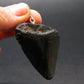 Megalodon Shark Tooth 7 MYO Silver Pendant From S. Carolina USA - 1.9"