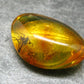 Insects in Amber Piece From Baltic Sea - 3.18 Grams - 1.1"