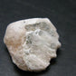 Phenakite Phenacite Raw Crystal From Brazil - 36.90 Carats - 1.1"