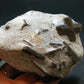 A Perfect Staurolite Crystal from Russia - 3.8" - 318.88 Grams
