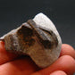 Staurolite Crystal from Russia - 1.6" - 37.13 Grams