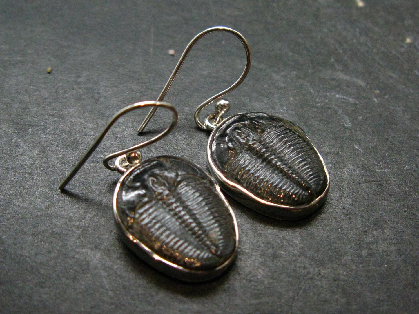 Trilobite Silver Earrings from USA - 1.3" - 4.68 Grams