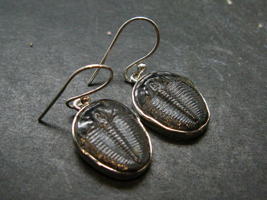 Trilobite Silver Earrings from USA - 1.3" - 4.68 Grams