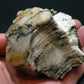 Phenakite Phenacite Crystal From Brazil - 3.7" - 334 Grams