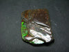 Ammolite Ammollite Fossil From Alberta Canada - 1.4" - 11.7 Grams