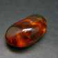 Insects in Amber Piece From Baltic Sea - 5.10 Grams - 1.4"