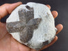 A Perfect Staurolite Crystal on Matrix from Russia - 3.3" - 253 Grams