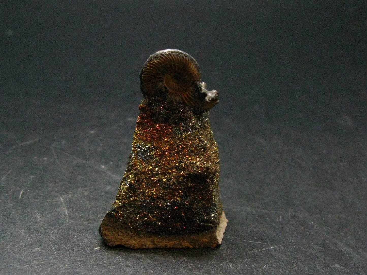 Pyritized Ammonite Fossil On Pyrite Matrix From Russia 150 MYO - 1.8" - 33.65 Grams