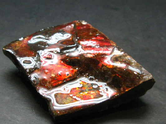 Ammolite Ammollite Fossil From Alberta Canada - 2.6" - 92.83 Grams