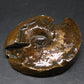 Ammolite Ammollite Fossil From Alberta Canada - 3.2" - 94.57 Grams