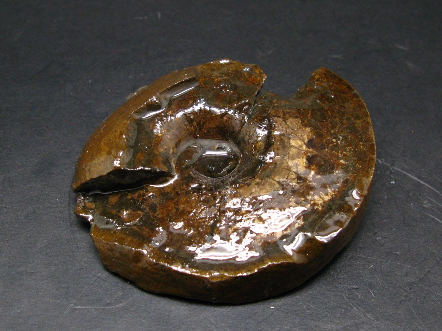 Ammolite Ammollite Fossil From Alberta Canada - 3.2" - 94.57 Grams
