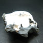 Neptunite on Natrolite Cluster From California - 2.3"