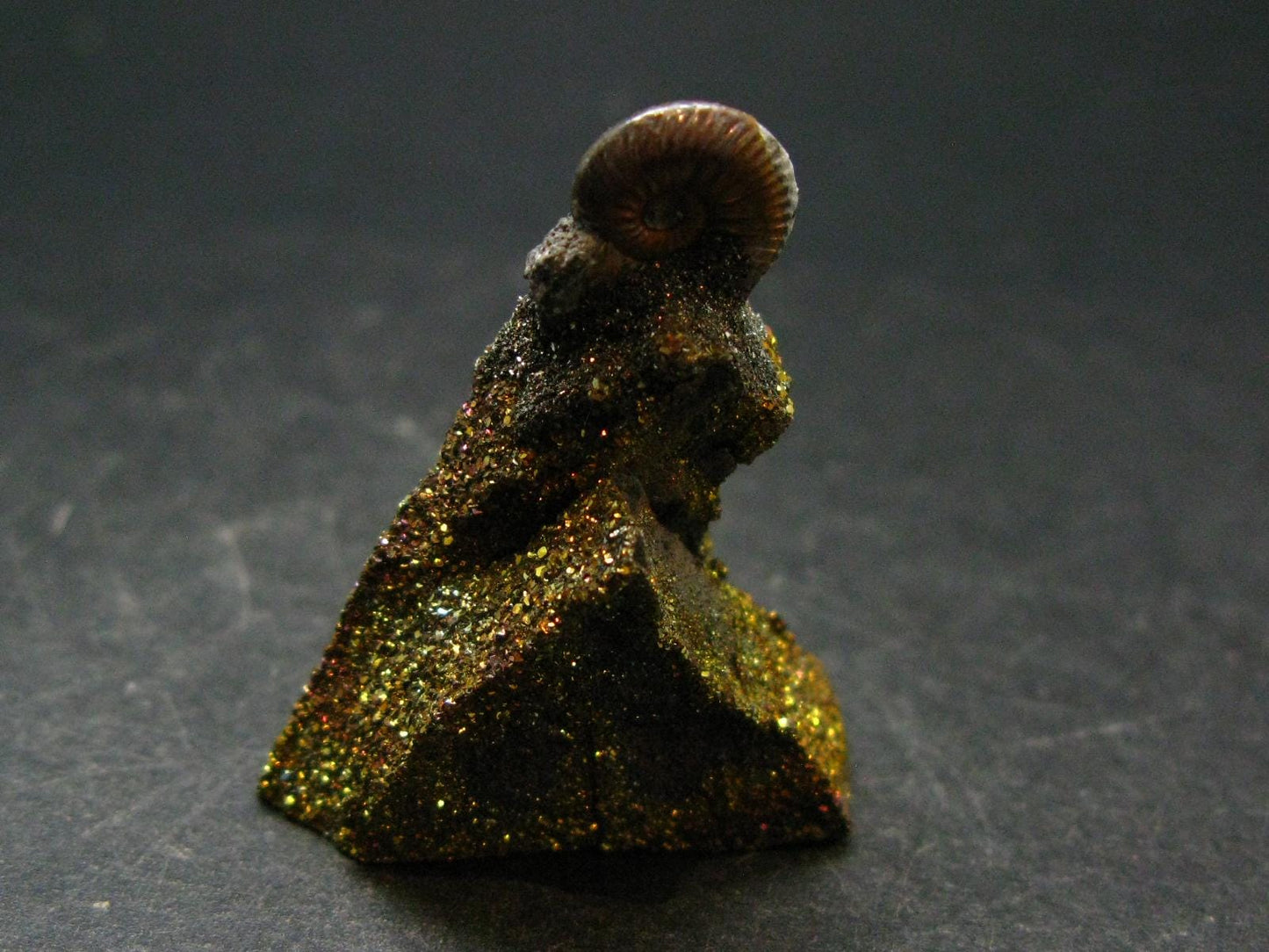 Pyritized Ammonite Fossil On Pyrite Matrix From Russia 150 MYO - 2.7" - 20.87 Grams