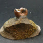 Pyritized Ammonite Fossil On Pyrite Matrix From Russia 150 MYO - 1.4" - 36.43 Grams