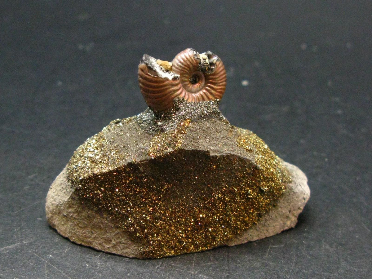 Pyritized Ammonite Fossil On Pyrite Matrix From Russia 150 MYO - 1.4" - 36.43 Grams