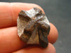 A Perfect Staurolite Crystal on Matrix from Russia - 0.9"