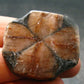 Andalusite Chiastolite Crystal From China - 1.3" - 24.83 Grams
