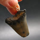 Megalodon Shark Tooth 7 MYO Silver Pendant From S. Carolina USA - 1.7"