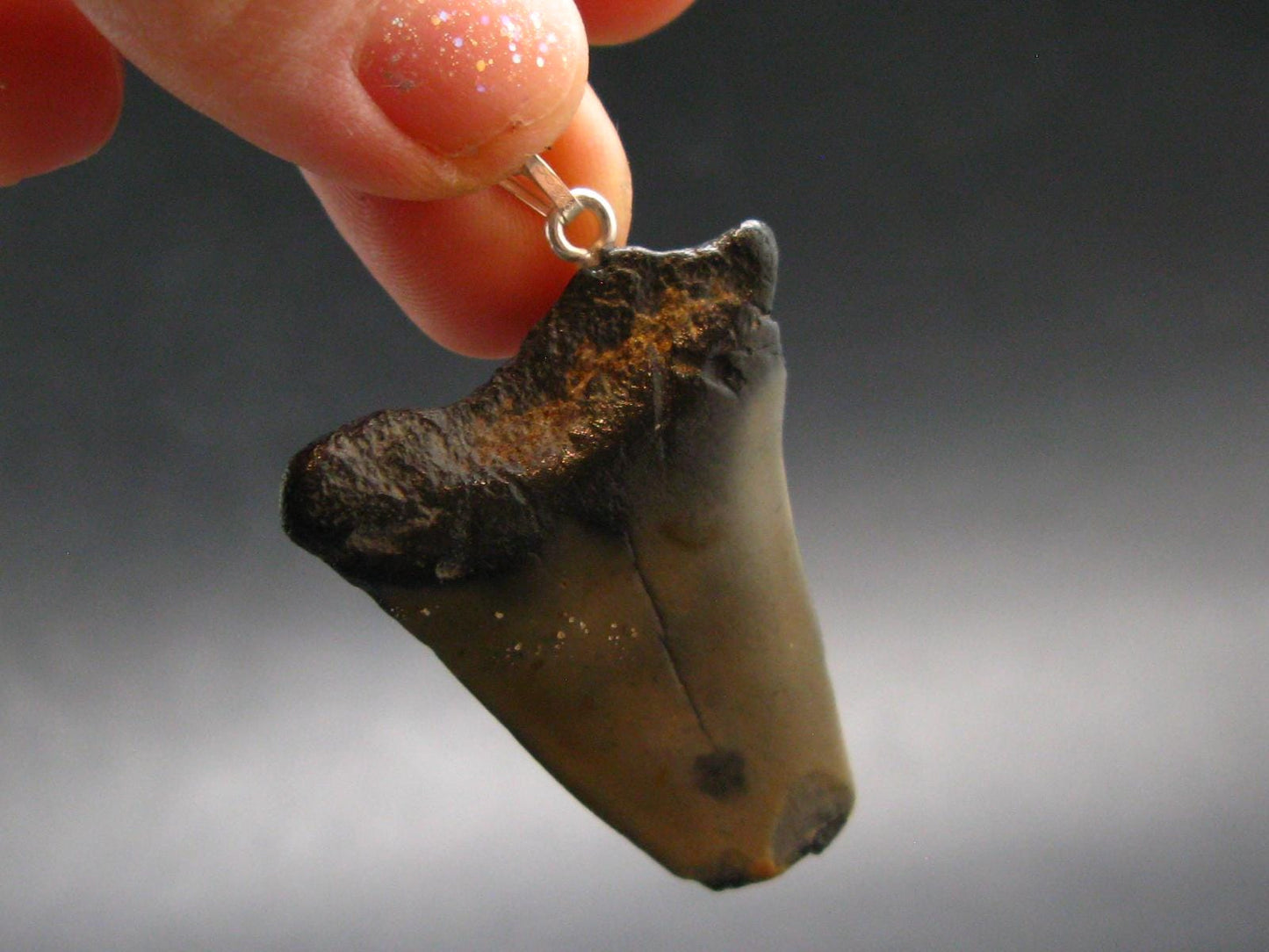 Megalodon Shark Tooth 7 MYO Silver Pendant From S. Carolina USA - 1.7"