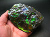 Ammolite Ammollite Fossil From Alberta Canada - 4.1" - 305.1 Grams