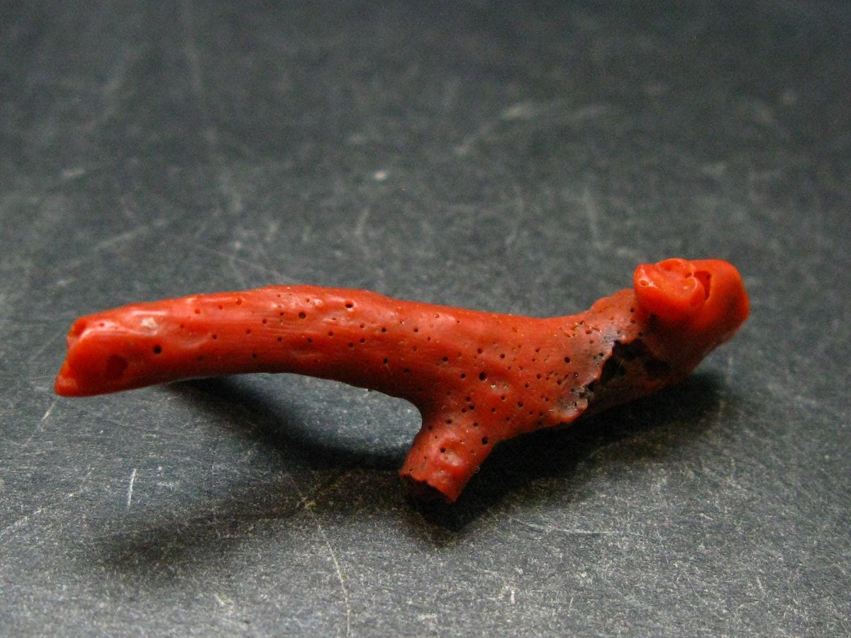 Rare Natural Red Coral From Italy - 1.8" - 2.03 Grams