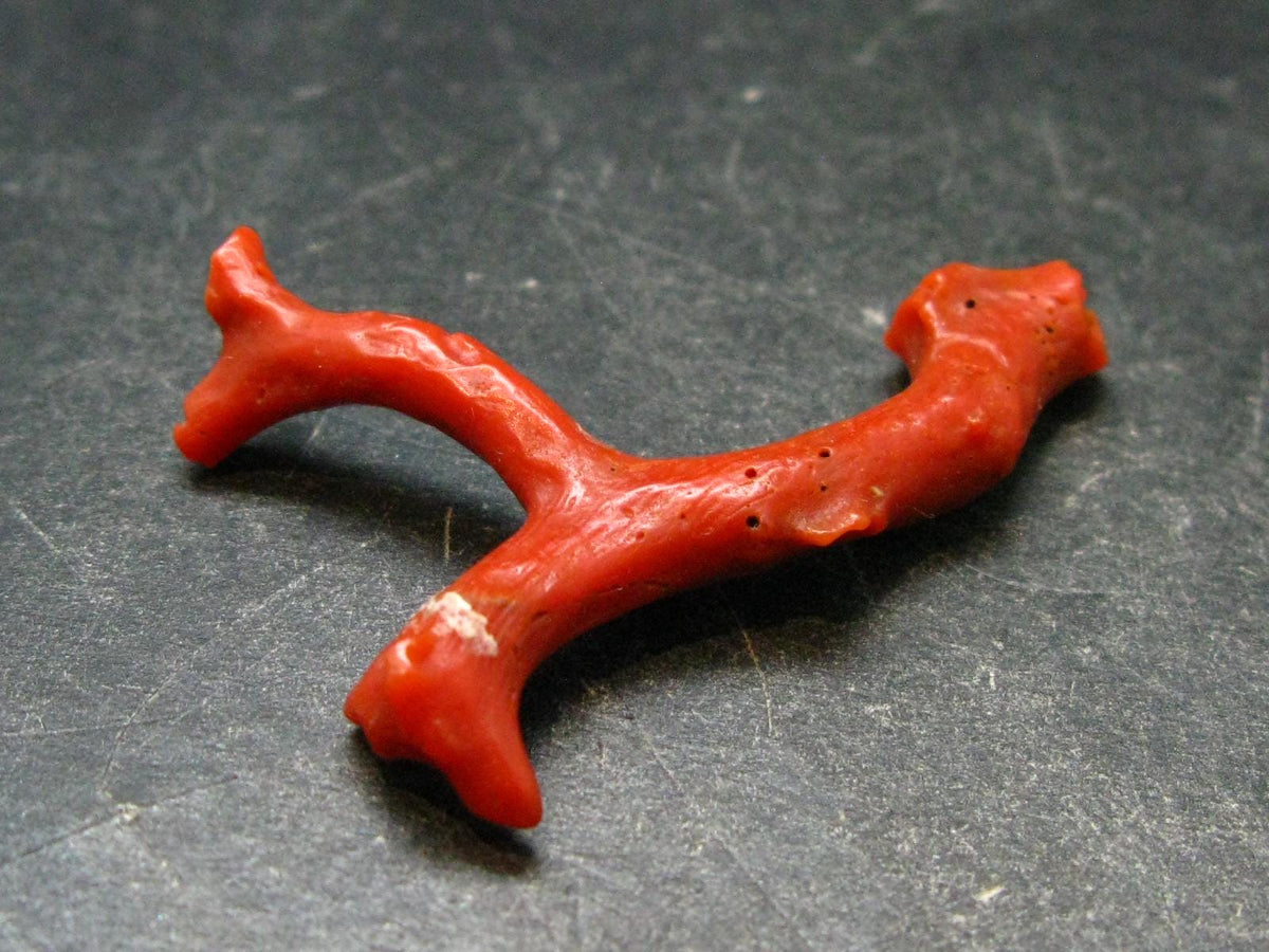 Rare Natural Red Coral From Italy - 1.6" - 3.27 Grams