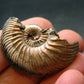 Pyritized Ammonite Fossil From Russia 150 MYO - 1.3" - 12.15 Grams