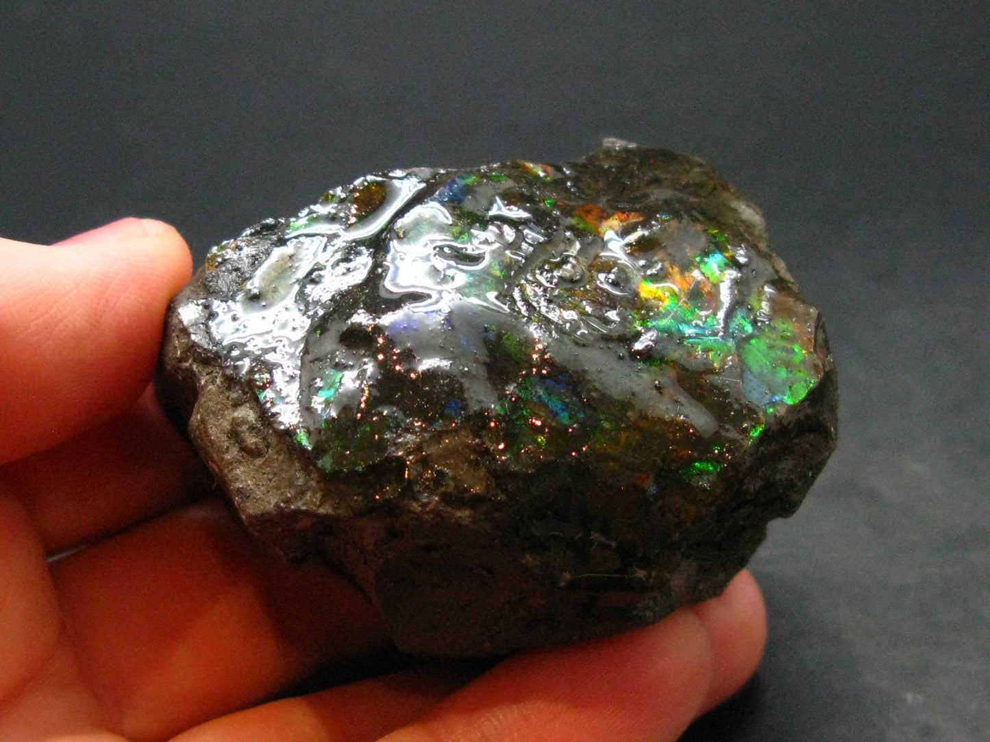 Ammolite Ammollite Fossil From Alberta Canada - 1.9" - 111.30 Grams