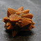 Glendonite (Ikaite after Calcite) Crystal From Russia - 1.0" - 10.18 Grams