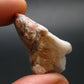 Phenakite Phenacite Tumbled Crystal From Brazil - 10.94 Grams - 1.2"