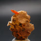 Wulfenite Cluster From Arizona - 1.0"
