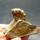 Pyritized Ammonite Fossil On Pyrite Matrix From Russia 150 MYO - 1.4" - 56.69 Grams