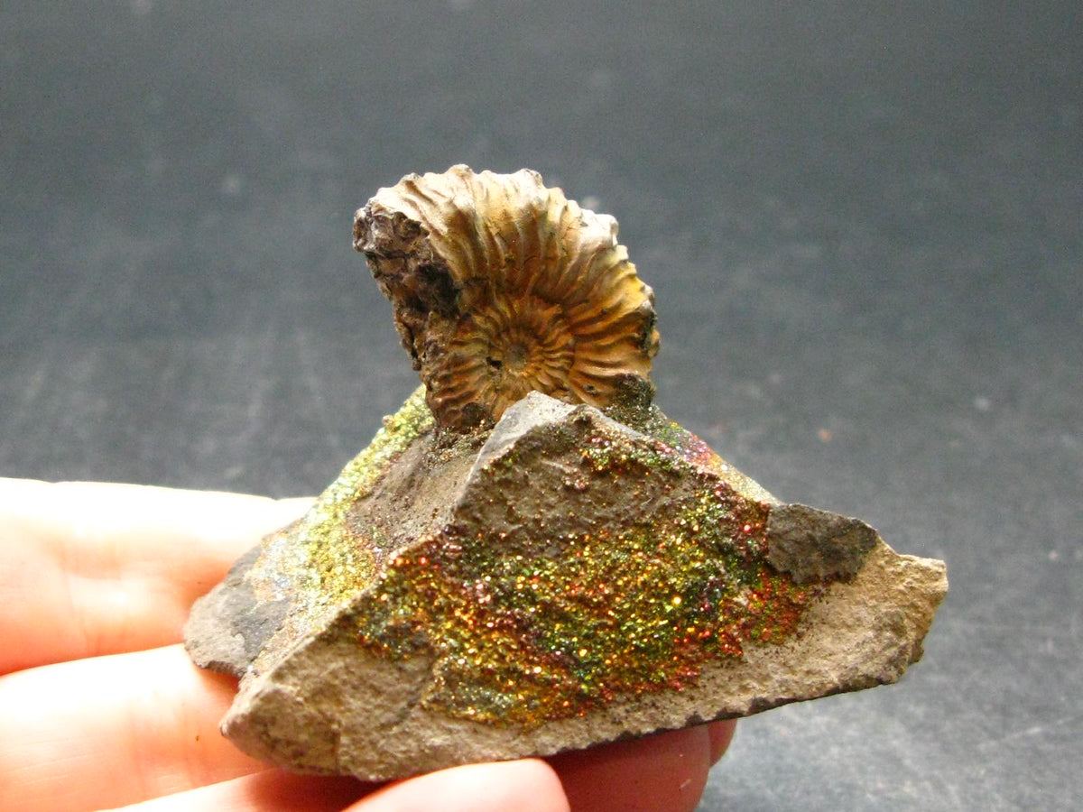 Pyritized Ammonite Fossil On Pyrite Matrix From Russia 150 MYO - 1.4" - 56.69 Grams