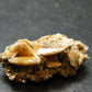 Herderite Cluster from Brazil - 4.59 Grams - 1.2"