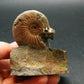 Pyritized Ammonite Fossil On Pyrite Matrix From Russia 150 MYO - 2.4" - 141.74 Grams
