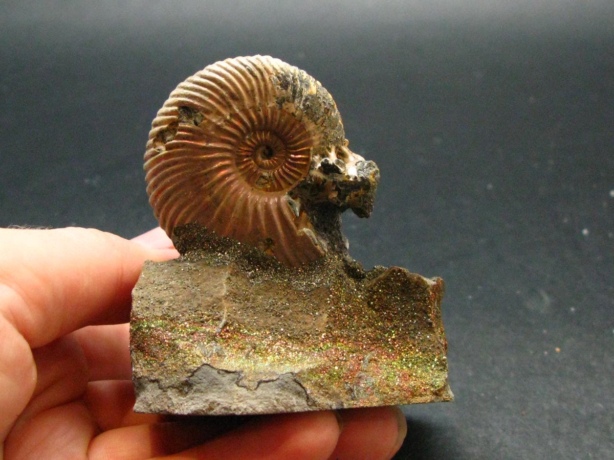 Pyritized Ammonite Fossil On Pyrite Matrix From Russia 150 MYO - 2.4" - 141.74 Grams