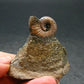 Pyritized Ammonite Fossil On Pyrite Matrix From Russia 150 MYO - 1.6" - 43.38 Grams
