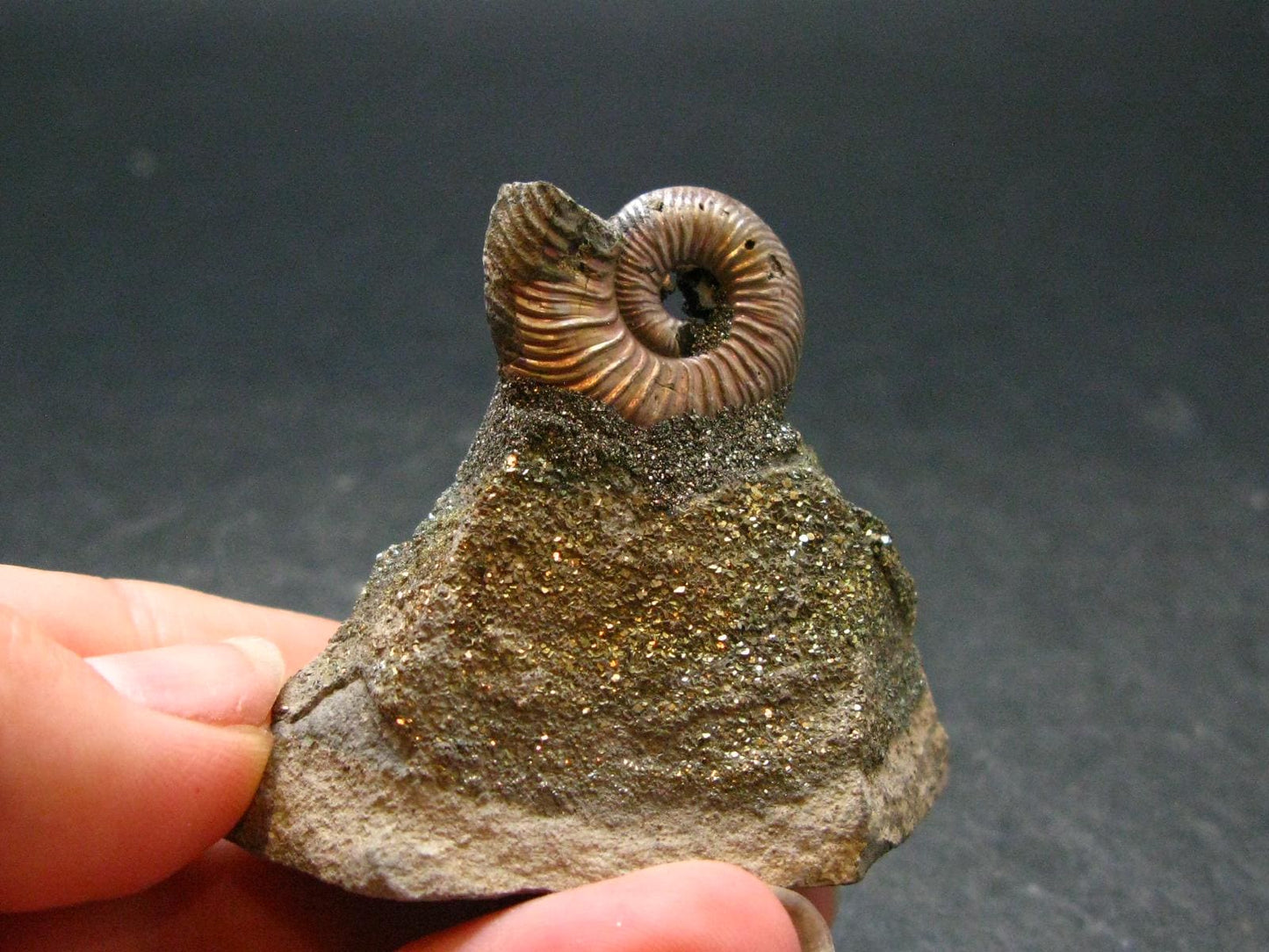 Pyritized Ammonite Fossil On Pyrite Matrix From Russia 150 MYO - 1.6" - 43.38 Grams