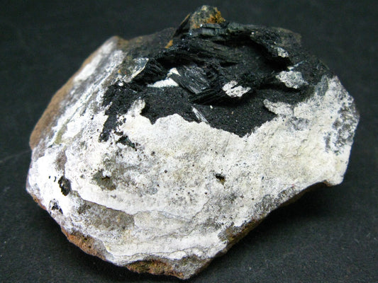 Vivianite In Shell Crystal From Russia - 1.8"