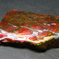 Ammolite Ammollite Fossil From Alberta Canada - 2.5" - 51.59 Grams
