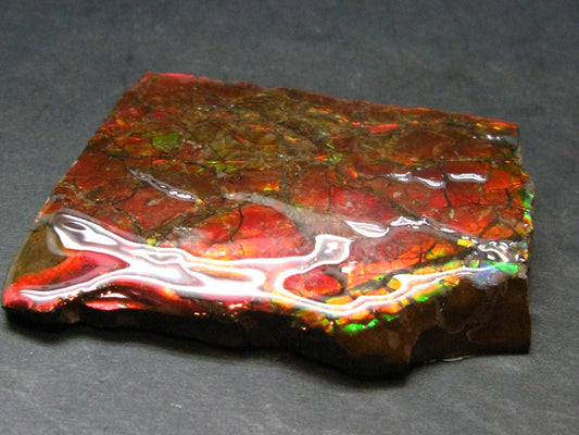 Ammolite Ammollite Fossil From Alberta Canada - 2.5" - 51.59 Grams