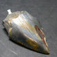 Megalodon Shark Tooth 7 MYO Silver Pendant From S. Carolina USA - 2.3"