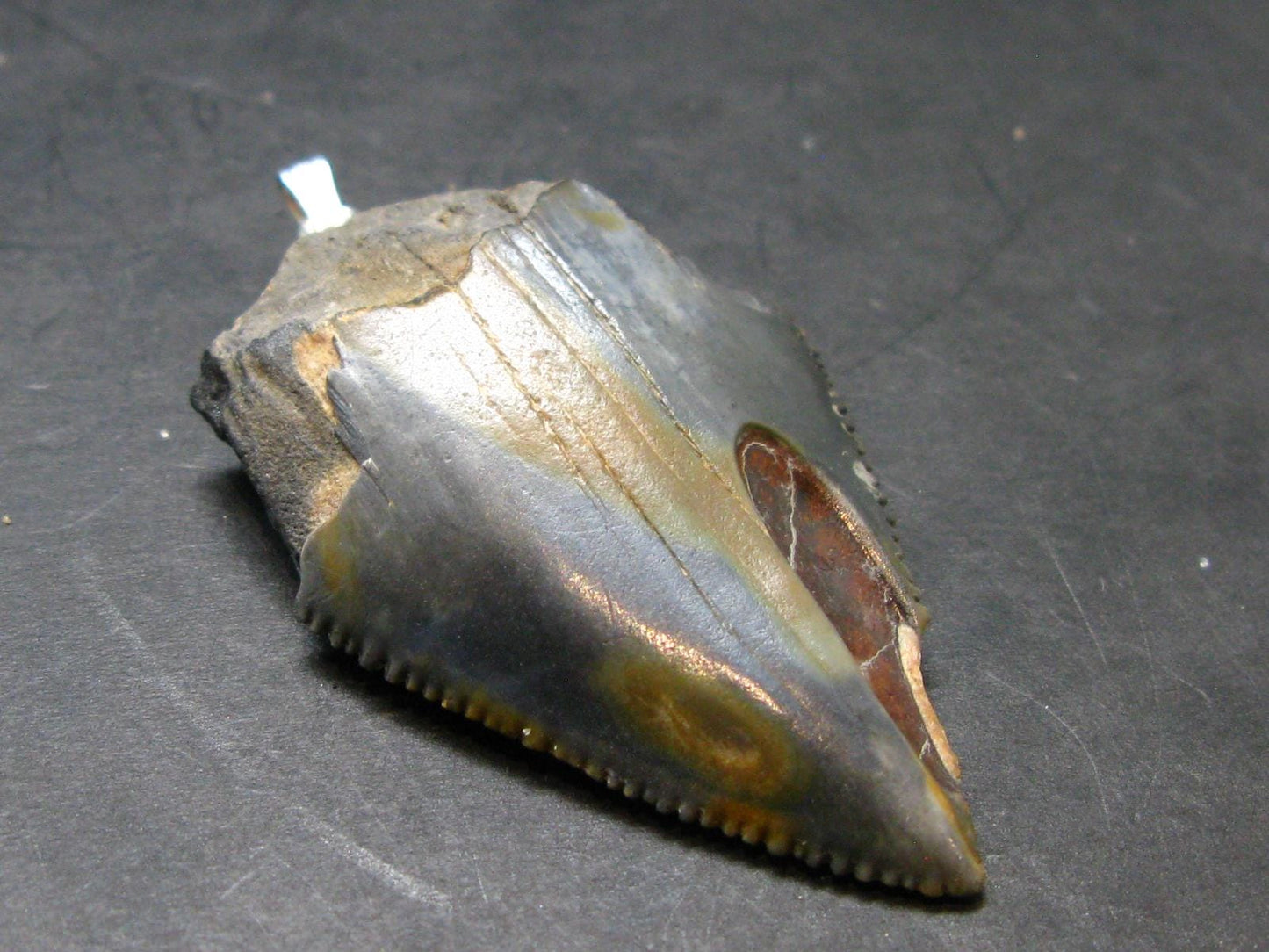 Megalodon Shark Tooth 7 MYO Silver Pendant From S. Carolina USA - 2.3"