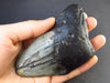 HUGE Megalodon Shark Tooth 7 MYO From S. Carolina USA - 3.8" - 135 Grams